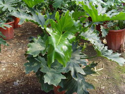 ?？谲缌芑ɑ芊N苗 為您的家居生活增添自然色彩